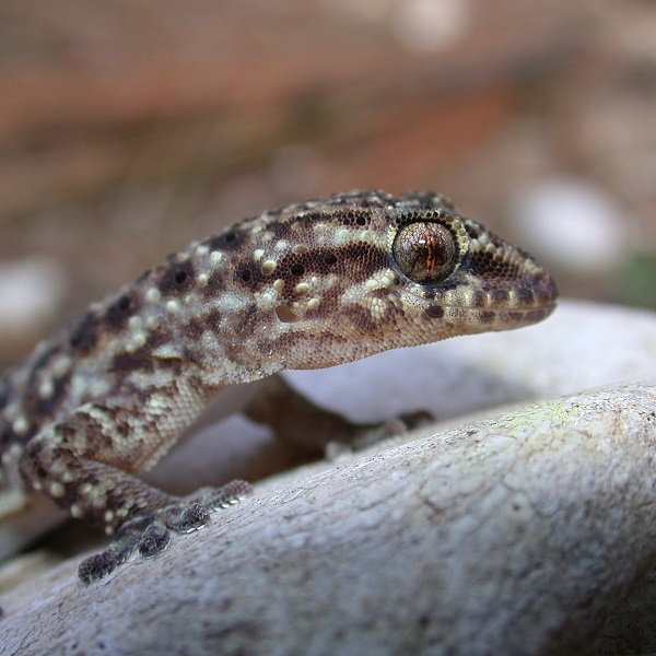 Mediterranean house gecko (Hemidactylus turcicus)